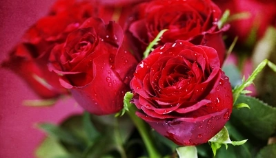 Image: Цветы, розы, лепестки, букет, капли, красные