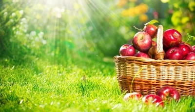 Image: Корзина, яблоки, урожай, лето, трава, зелень, солнце, лучи