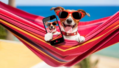 Image: Собака, очки, гамак, телефон, отдых, селфи
