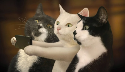 Image: Кошки, морда, глаза, фото, телефон