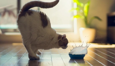 Image: Кот, поза, миска, всплеск, брызги, молоко, момент