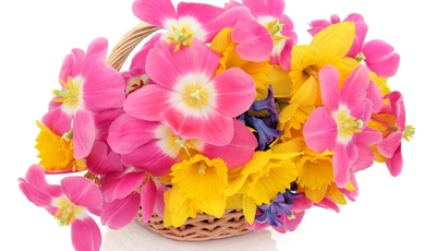 Image: Цветы, букет, нарциссы, тюльпаны, корзинка, праздник, белый фон, весна