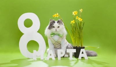 Image: Праздник, поздравление, 8 марта, весна, кот, пушистый, бантик, букет, цветы, жёлтые нарциссы, зелёный фон