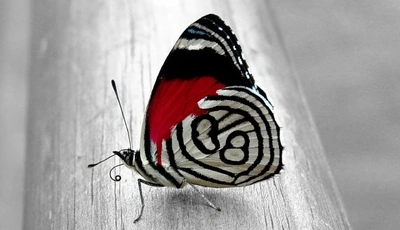 Image: Бабочка, крылья, сидит, окрас, чёрный, белый, красный, полосы