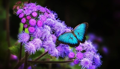 Image: Бабочка, крылья, цветок, растение
