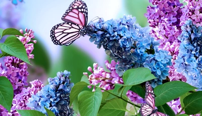 Image: Lilac, flowers, butterfly, leaves