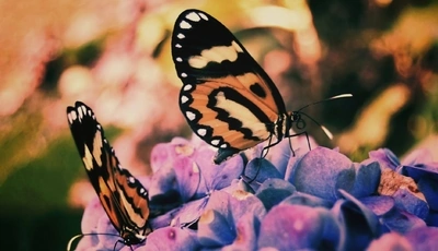 Картинка: бабочки, цветы, природа