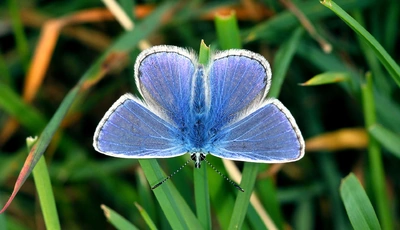 Image: Бабока, крылья, голубые, трава, зелень