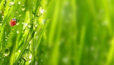 Image: Ladybird, grass, drops, dew