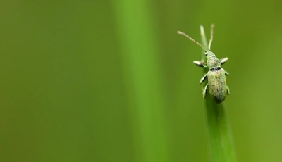 Image: Жук, усики, зелёный, трава, травинка, макро