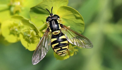 Image: Журчалка, муха, крылья, тело, полосы, зелень