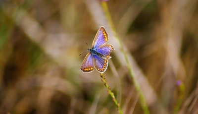 Image: Бабочка, крылья, летит, травинки