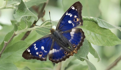 Image: Бабочка, крылья, синие, окрас, листья