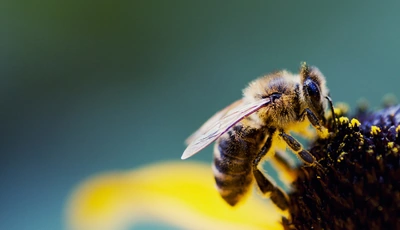 Image: Пчела, крылья, сидит, опыление, пыльца, цветок, размытость, макросъёмка