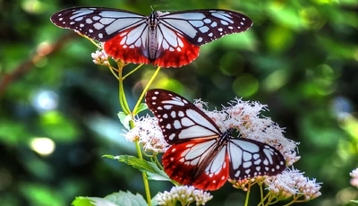 Image: Бабочки, сидят, цветок, крылья, окрас