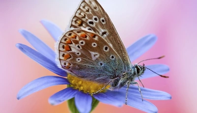 Image: Крылья, окрас, бабочка, цветок, лепестки, макро