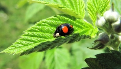 Image: Black, ladybug, spots, leaf, plant, green, rays, summer, day