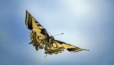 Image: Бабочка, крылья, окрас, летит, небо, голубой фон