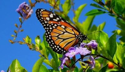 Image: Бабочка, крылья, окрас, сидит, цветок, листья, небо