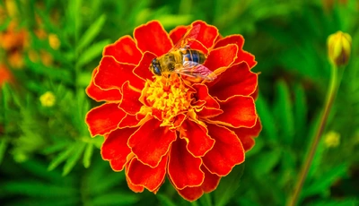 Картинка: Пчела, сидит, цветок, бархатцы, макро