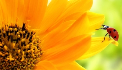 Image: Подсолнух, цветок, жёлтый, божья коровка, пятна, ползёт