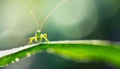 Image: Кузнечик, зелёный, сидит, лист, макро, блики