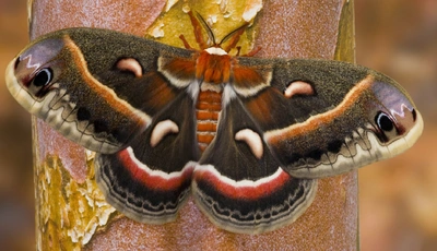 Image: Бабочка, мотылёк, окрас, крылья, сидит