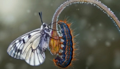 Image: Бабочка, гусеница, цветок, стебель