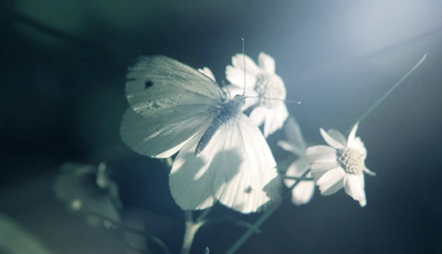 Image: Бабочка, ромашки, цветок, сидит