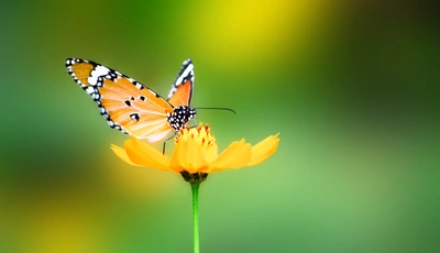 Image: Бабочка, крылья, цветок, лепесток, жёлтый, сидит