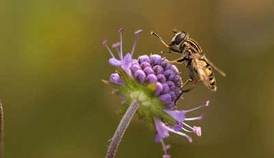 Image: Журчалка, муха, цветок, макро