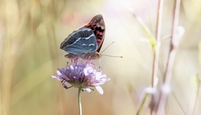 Image: Бабочка, сидит, пьёт, цветок, крылья, усики, боке, размытость