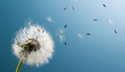 Image: Dandelion, white, seeds, fly, blue, skies