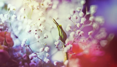 Image: Bud, rose, flower, light