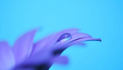 Картинка: Цветок, сиреневый, фиолетовый, капля, голубой фон