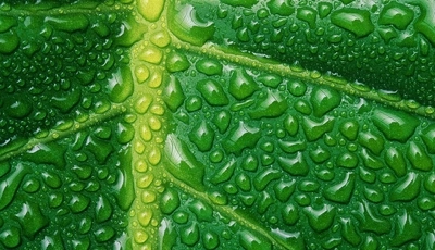 Image: Leaf, drops, green, water, veins, reflection