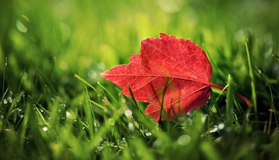 Image: Leaf, red, streaks, grass, green, dew, drops