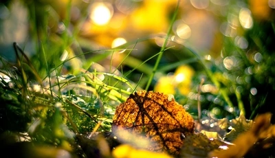 Image: Leaf, autumn, green grass, twigs, glare, light, sun rays