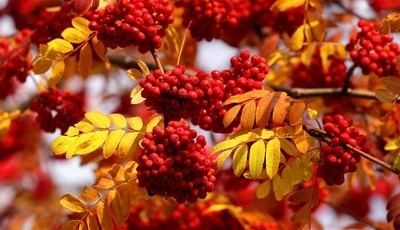 Image: Рябина, красная, ягоды, грозди, ветки, листья, осень, природа