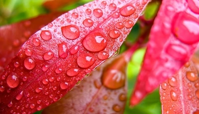 Image: Листья, жилки, капли, роса, вода, красные