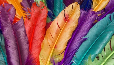 Image: Feathers, colorful, macro