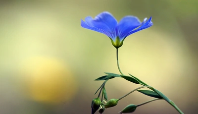Картинка: Лён, цветок, макро, голубой