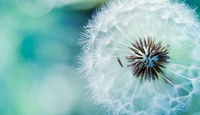 Image: Dandelion, white, fluff, seeds