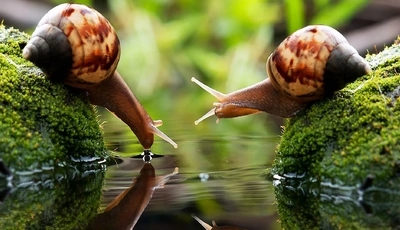 Image: Snails, couple, shell, clam, water, reflection, moss