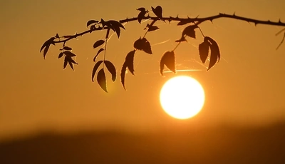 Image: Листья, ветка, паутина, закат, солнце