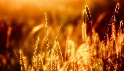 Image: Колосья, пшеница, камыш, трава, стебли, свет