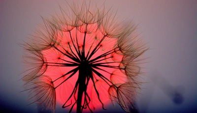 Image: Одуванчик, цветок, пух, семена, закат, красное, солнце