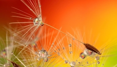 Image: Seeds, dandelion, drops, dew