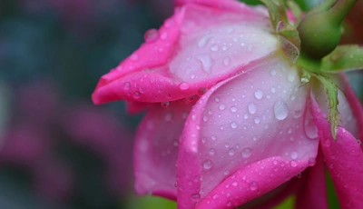 Image: Роза, розовая, цветок, роса, капли
