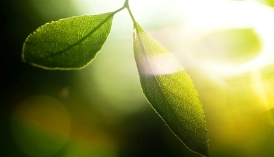 Image: Листья, стебли, зелёные, свет